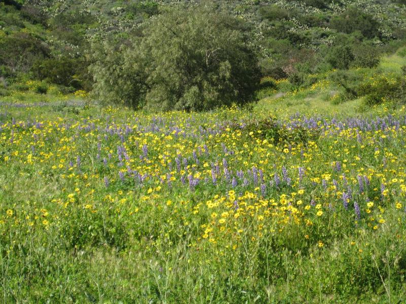 Wild Flowers are in bloom.  Call us today 805-383-3633